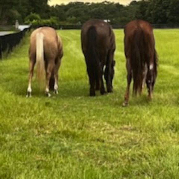 Meet your Posher, Linda - Picture 9 of 16